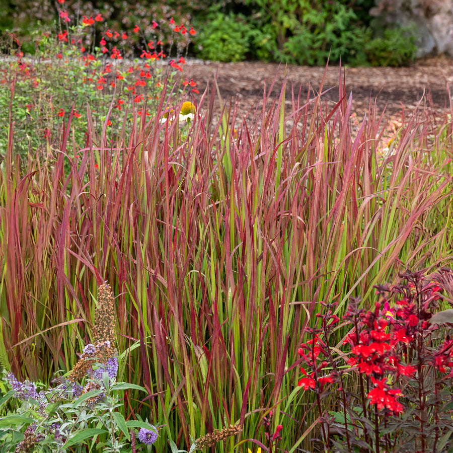 Bakker Imperata Red Baron graminée 2 pots 9cm feuillage rouge