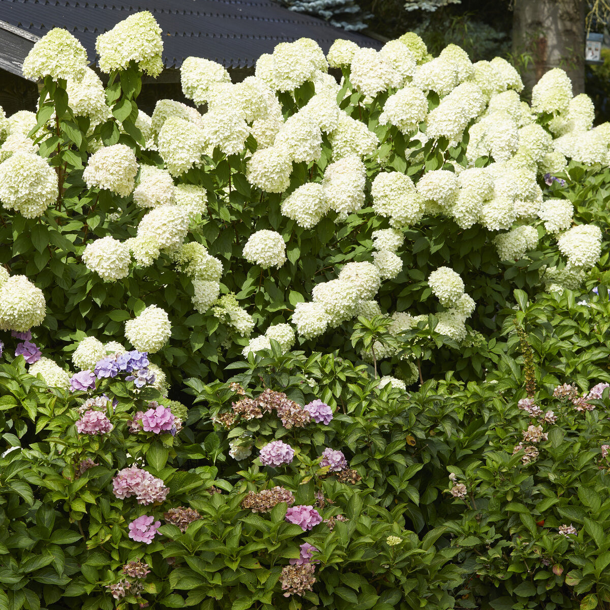 Bakker Hortensia Limelight paniculé pot 8cm vert