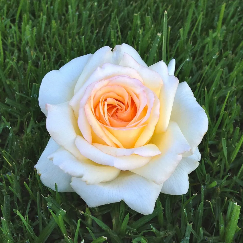 Bakker Rosiers Anastasia rosier blanc pot 4L parfumé résistant