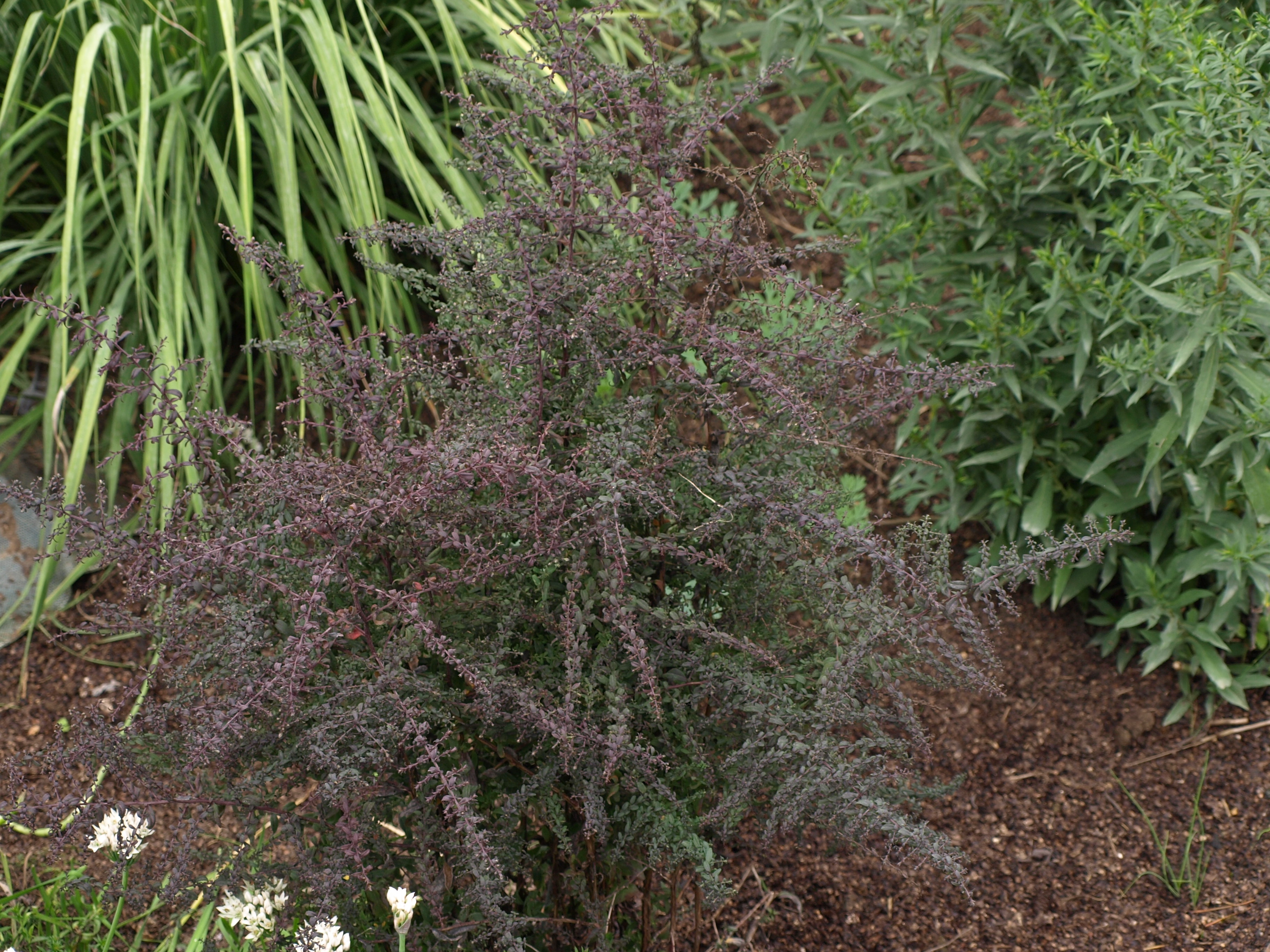 Passion Vivaces Aster lateriflorus Prince aster godet fleur blanche
