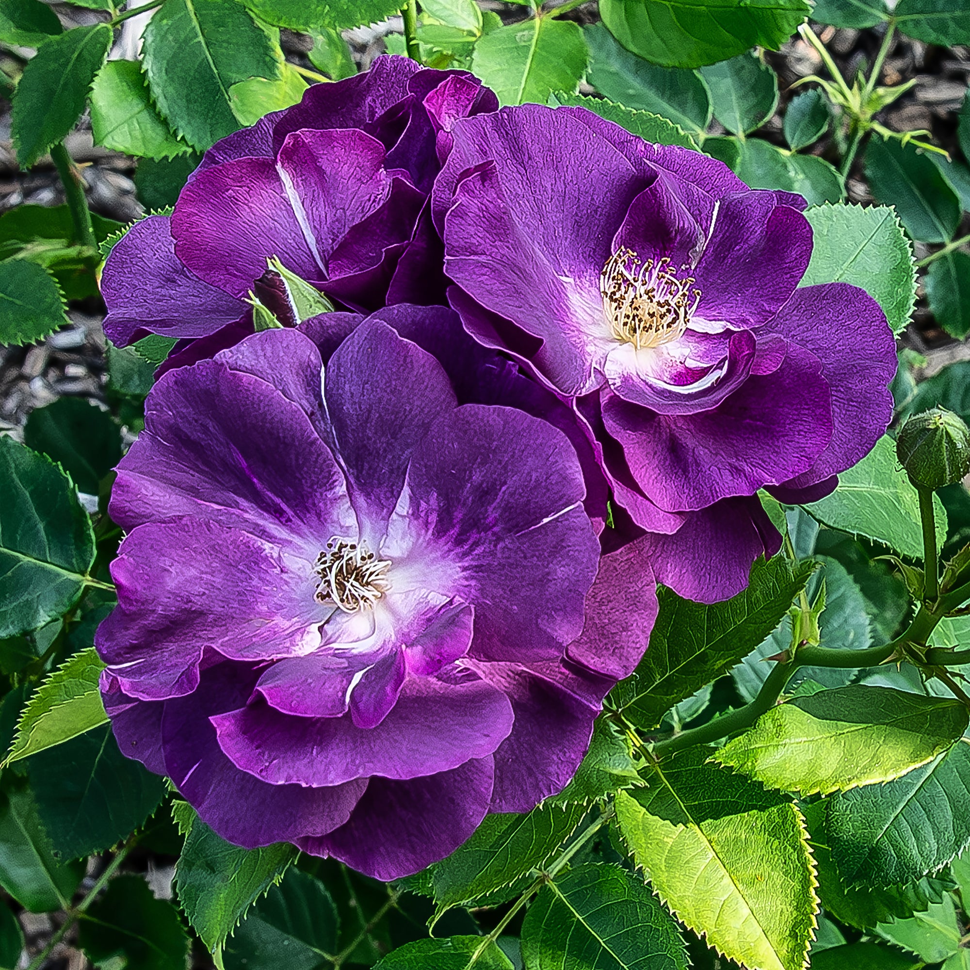 Bakker Rosier Rhapsody in Blue buisson violet pot 4 L