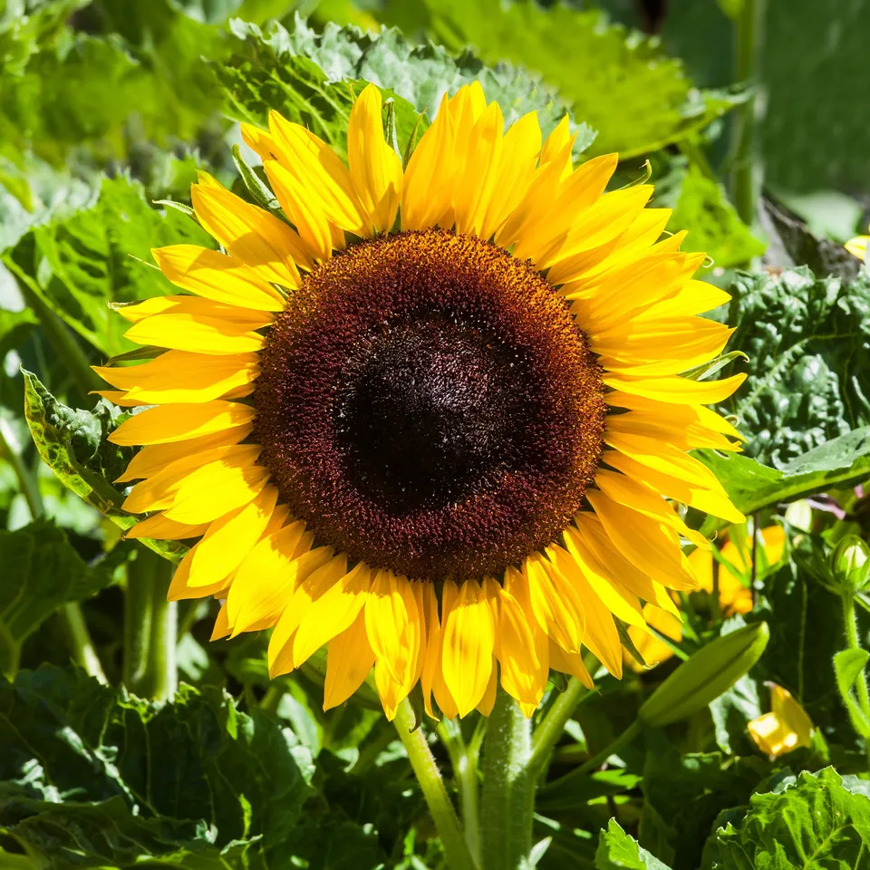 Bakker Tournesol Uniflorus Giganteus BIO sachet 3g jaune