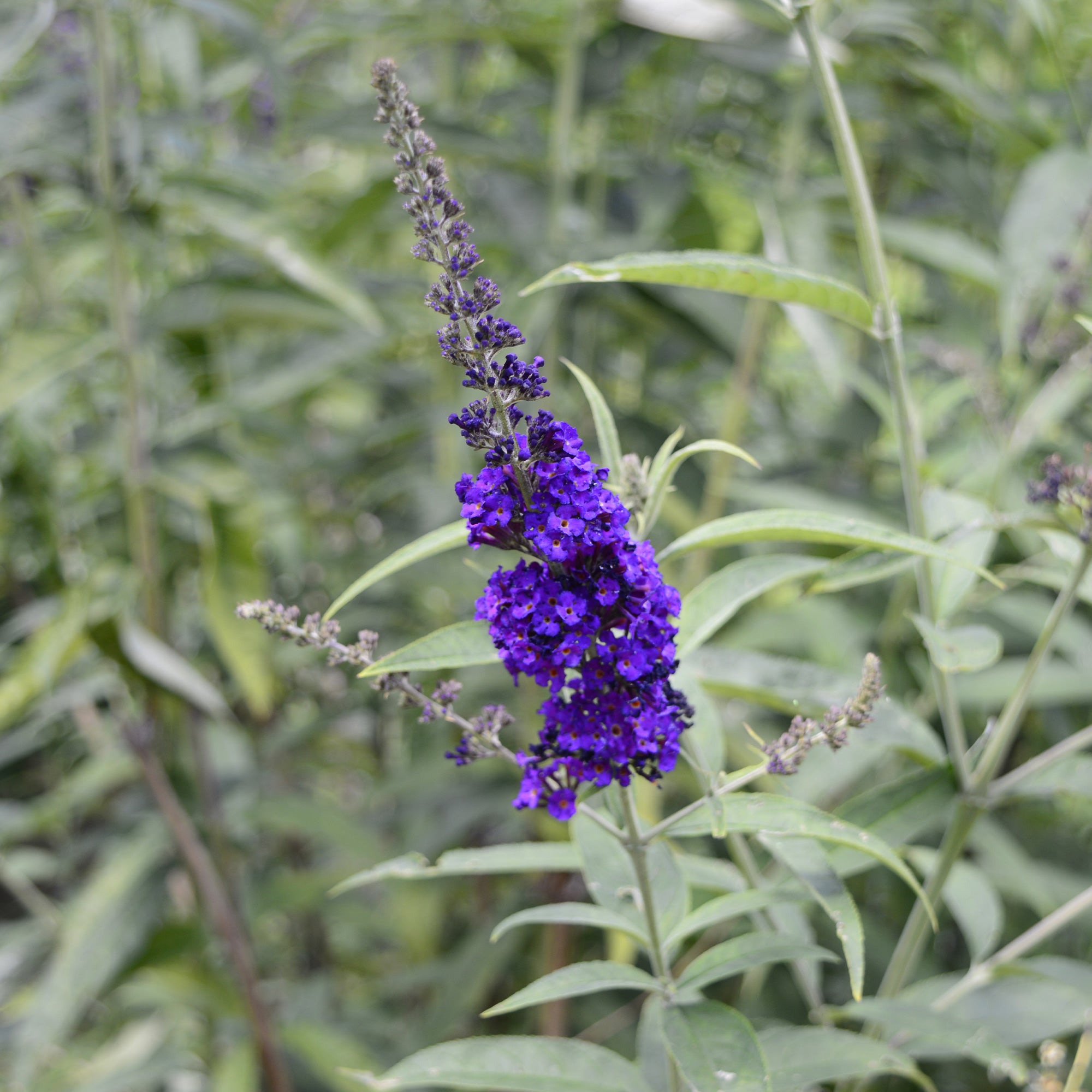 Bakker Arbre à papillons Black Knight violet godet Ø9cm