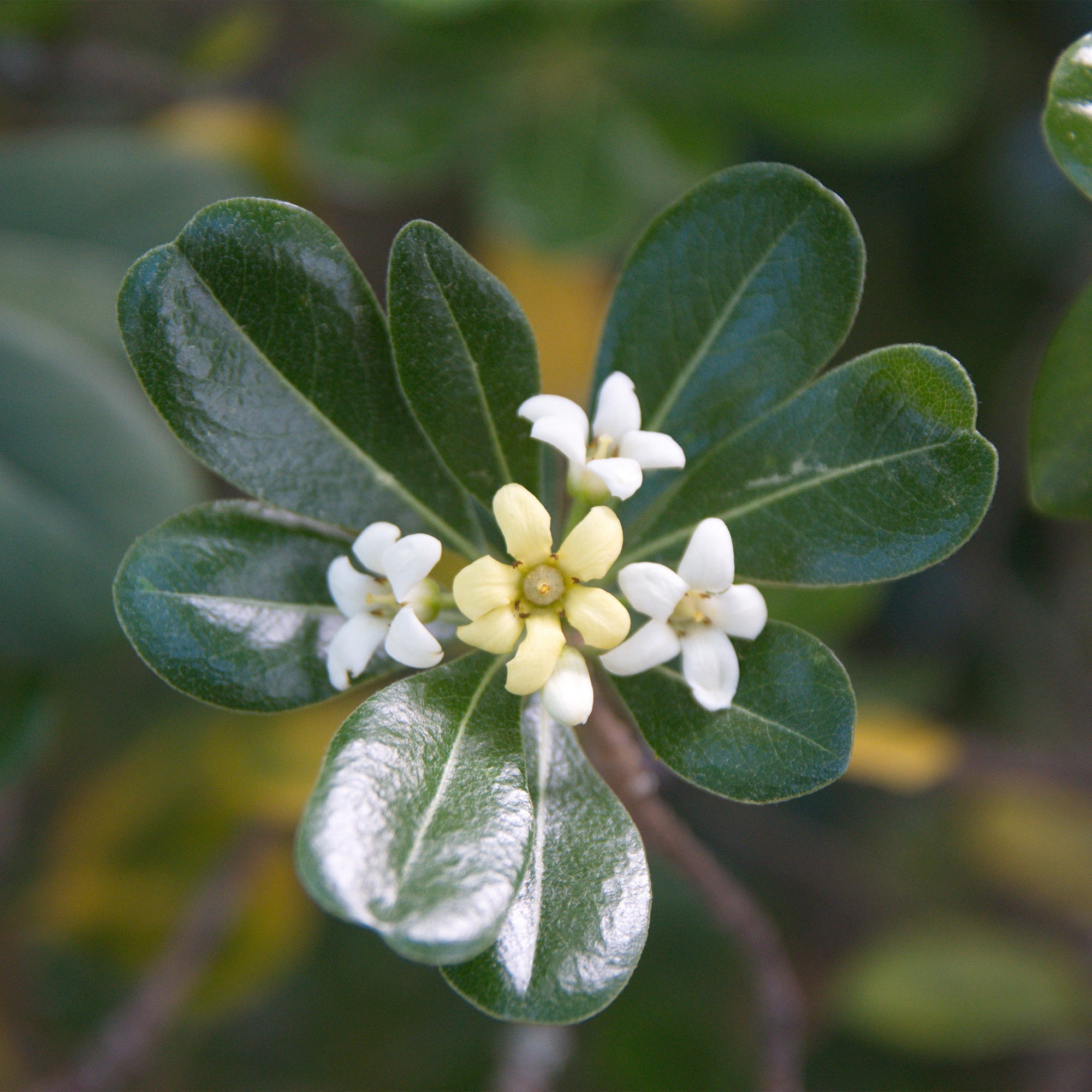 Bakker Pittosporum tobira arbuste pot 2L 25-30cm parfumé