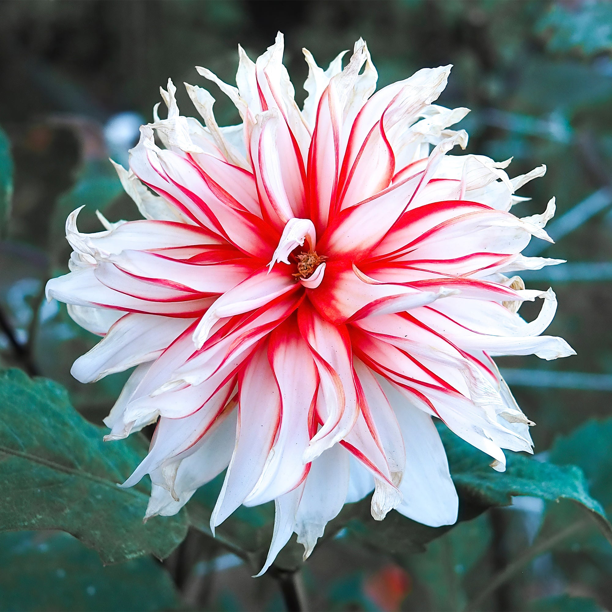 Bakker Dahlia Santa Claus bulbe décoratif rouge-blanc x3