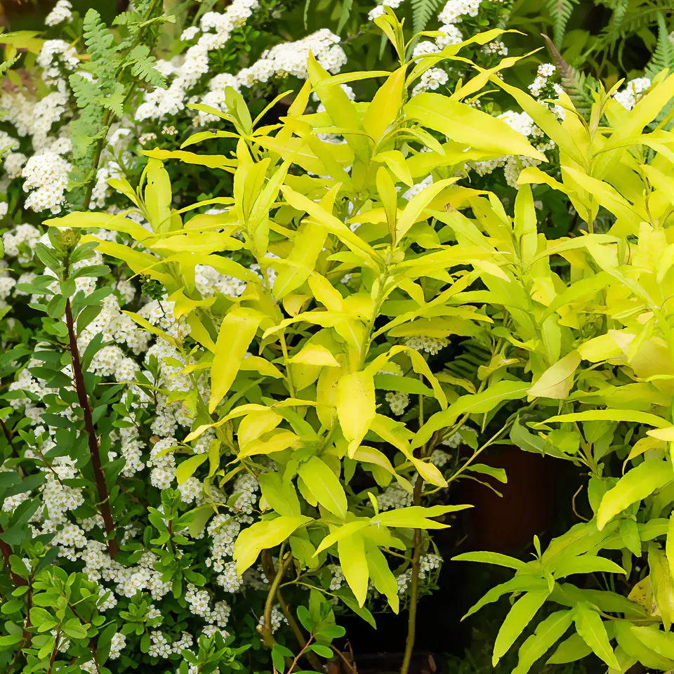 Bakker Arbustes Saule Sakhaline Golden Sunshine pot 11cm doré