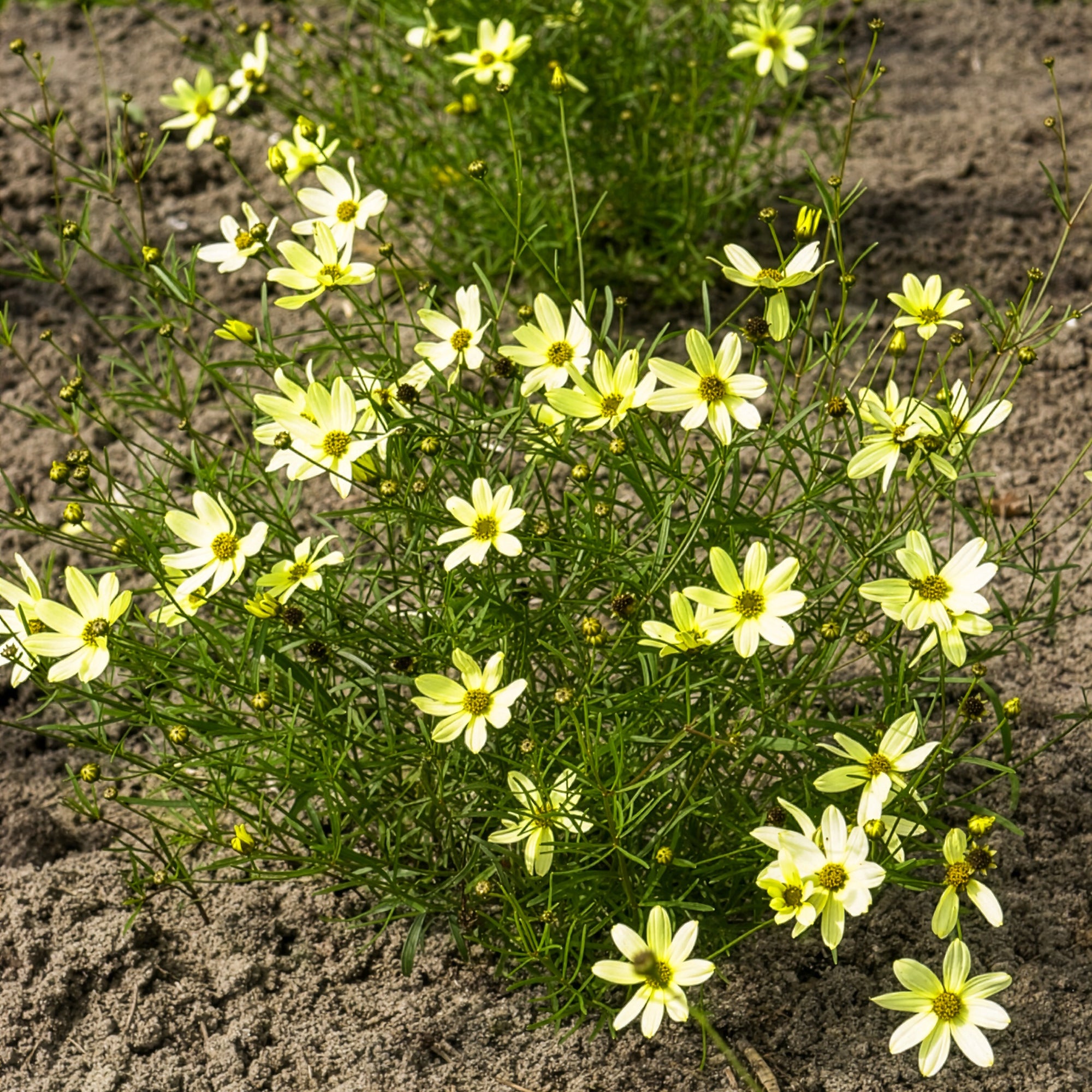 Bakker Coréopsis Moonbeam vivace jaune pot 9cm soleil