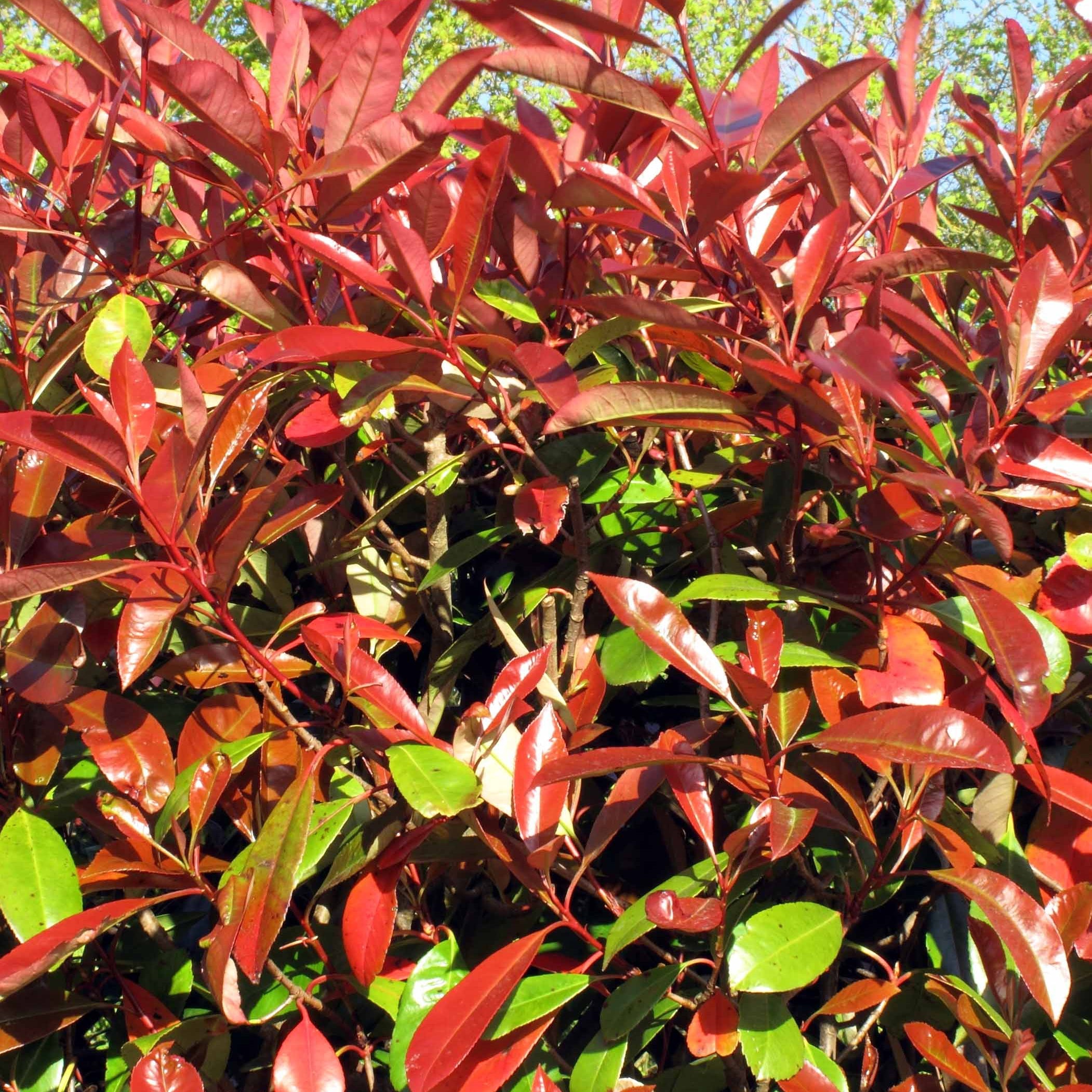 Bakker Haie 3 Photinias Red Robin persistant 15-20cm