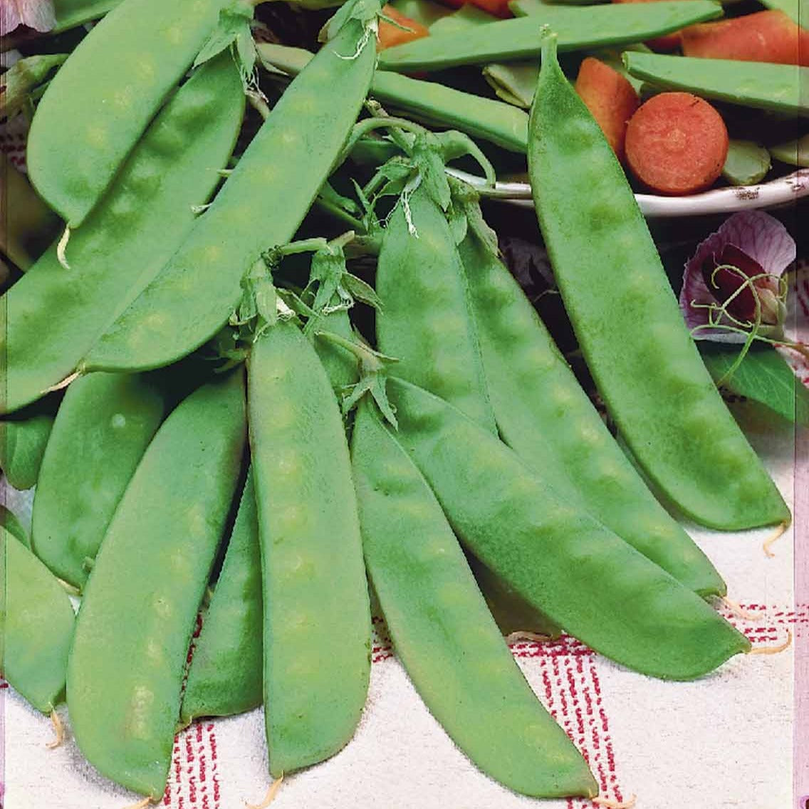 Bakker Potager Pois mangetout Héraut graines sachet 200g sucré