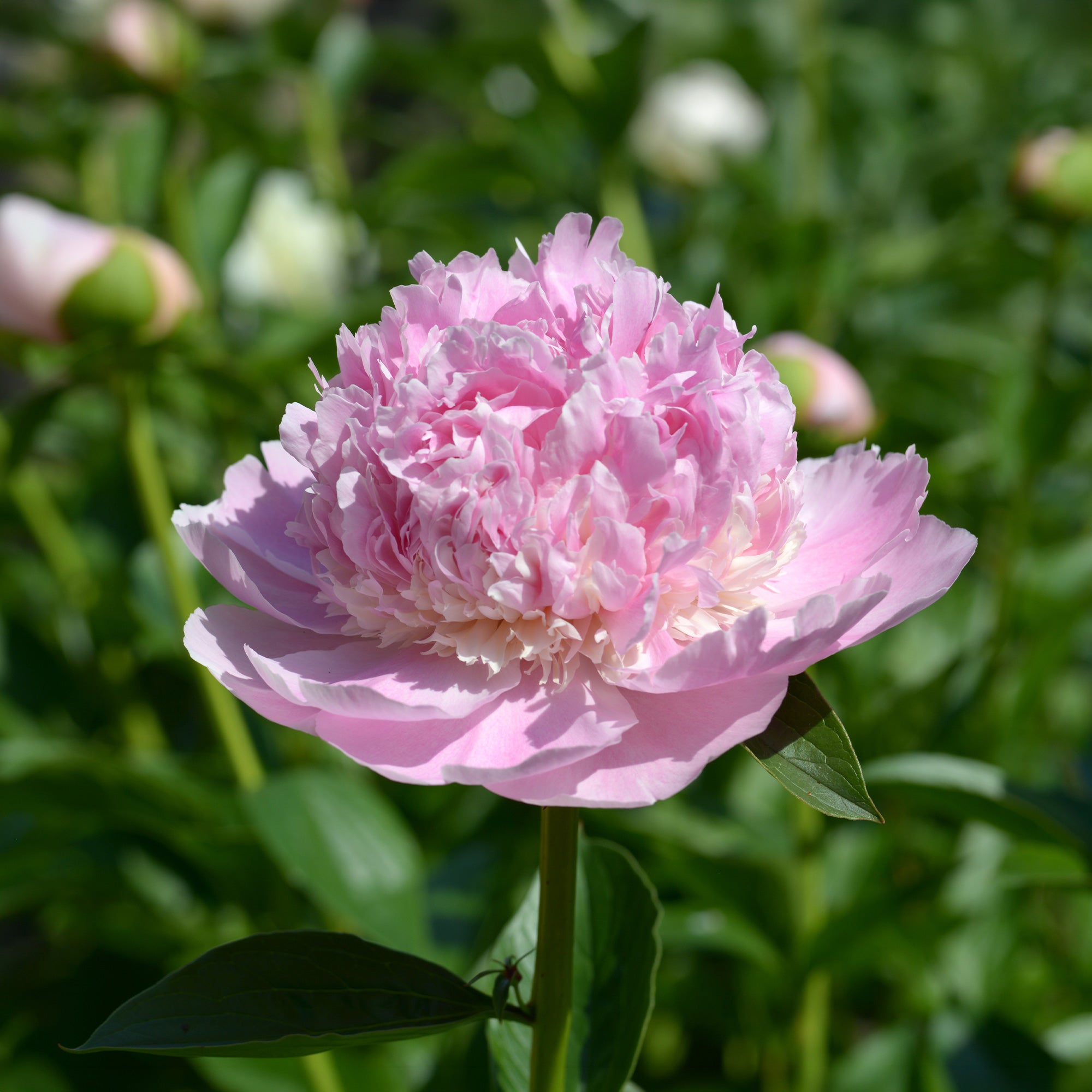 Bakker Plantes vivaces Pivoine Sorbet racine nue 2-3 yeux