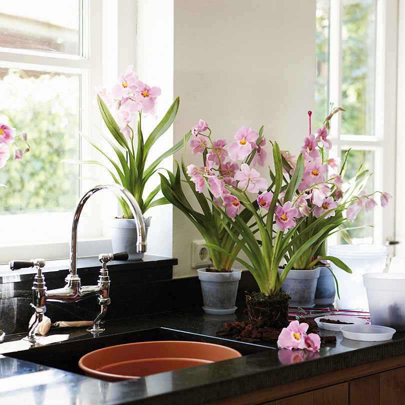 Elho pot orchidée transparent Ø17cm intérieur