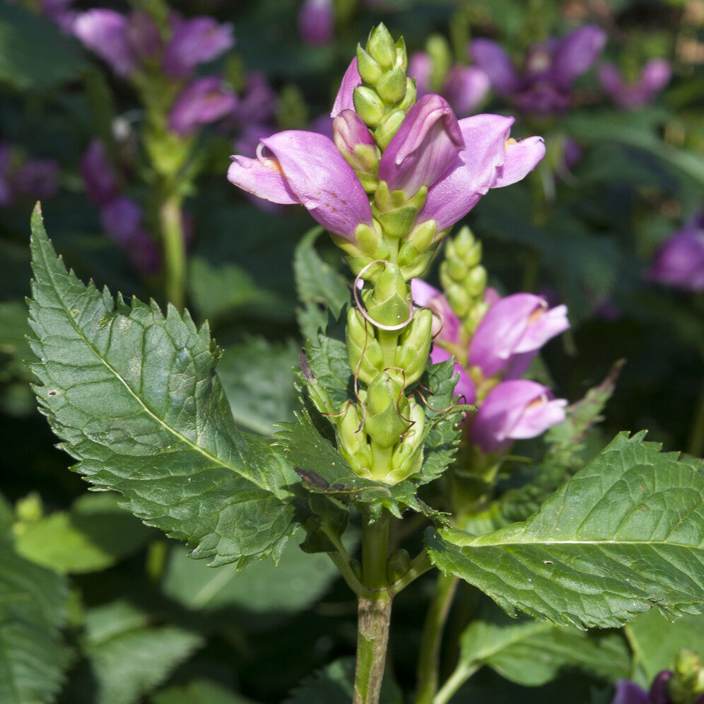 Bakker Plantes vivaces Galane oblique Alba pot 9cm sol humide