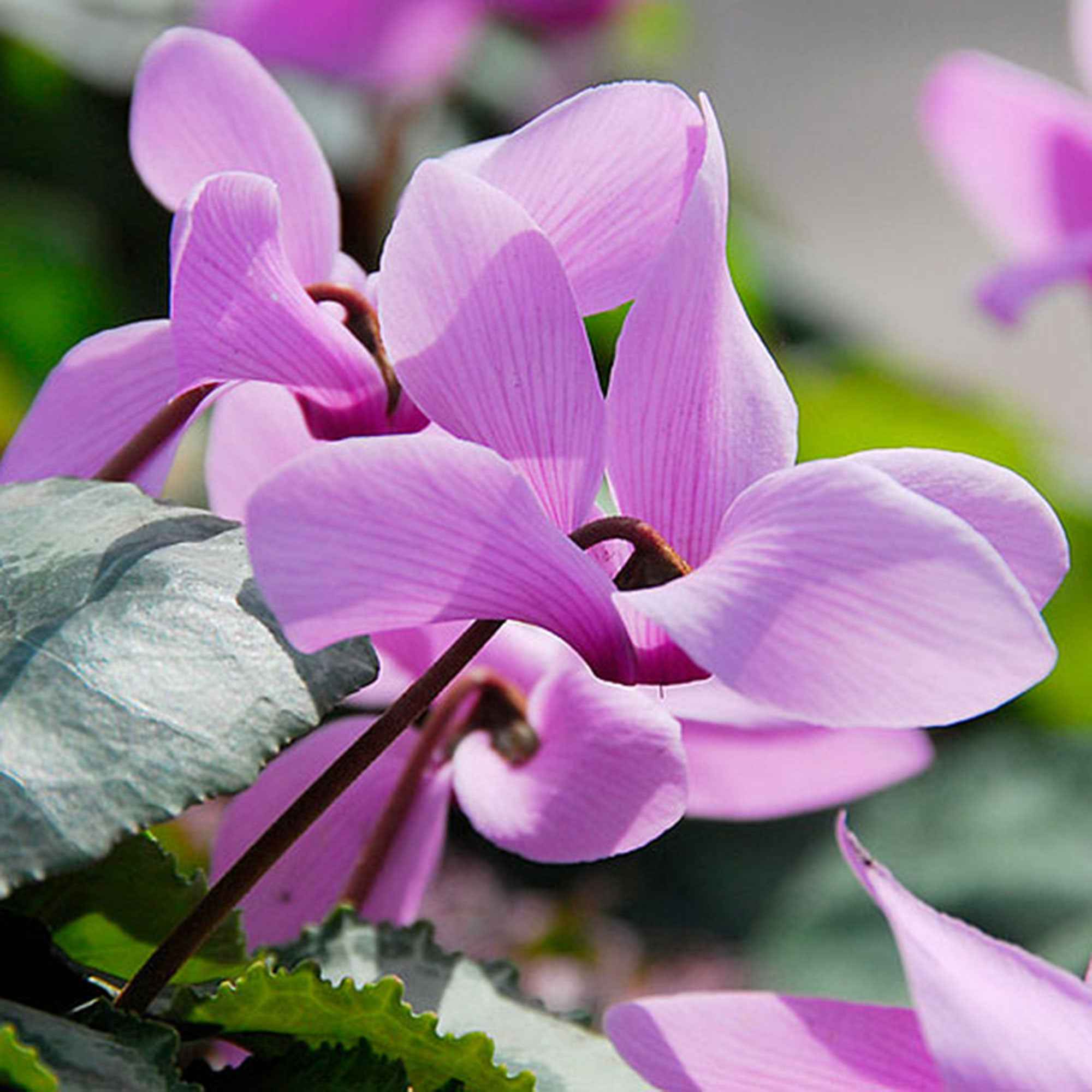 Bakker Bulbes à fleurs Cyclamens de Naples rose 3 bulbes automne