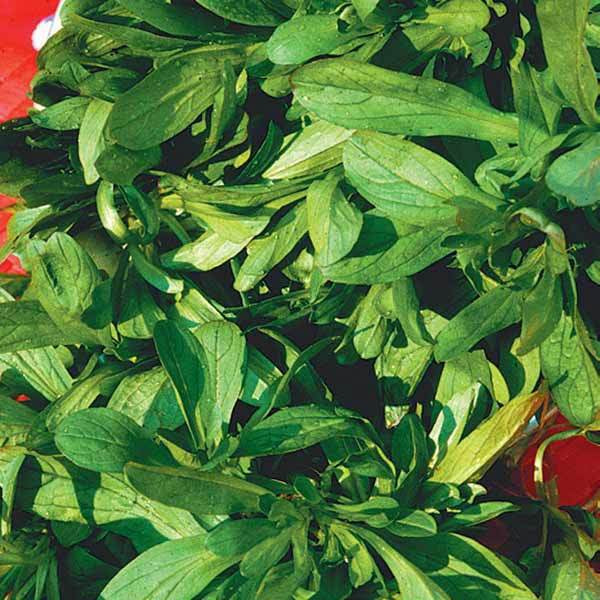 Bakker Mâche grosses graines Bio sachet 3g 750 graines