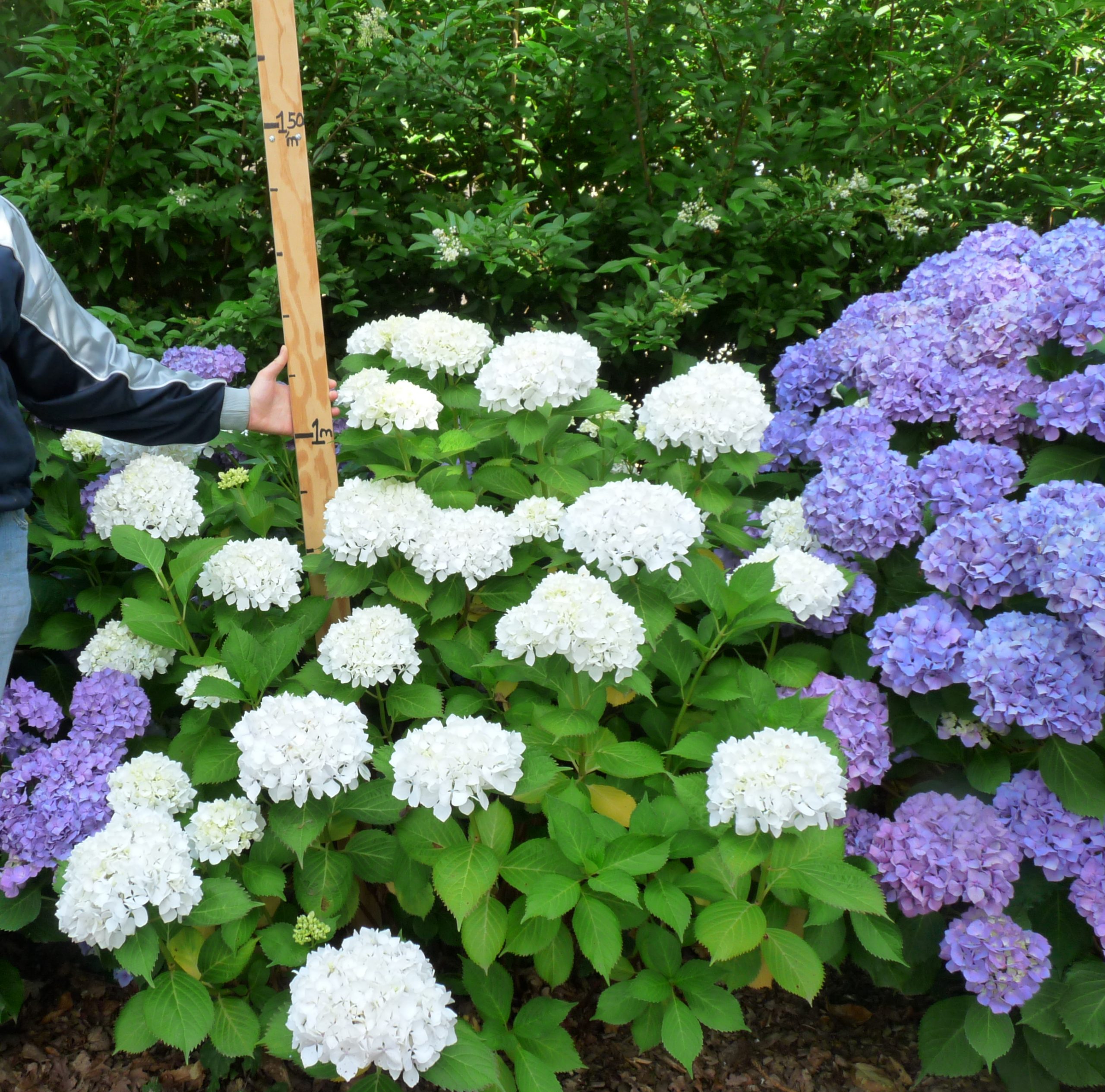 Les Hortensias du Haut Bois Pax hortensia macrophylla fleurs rondes godet
