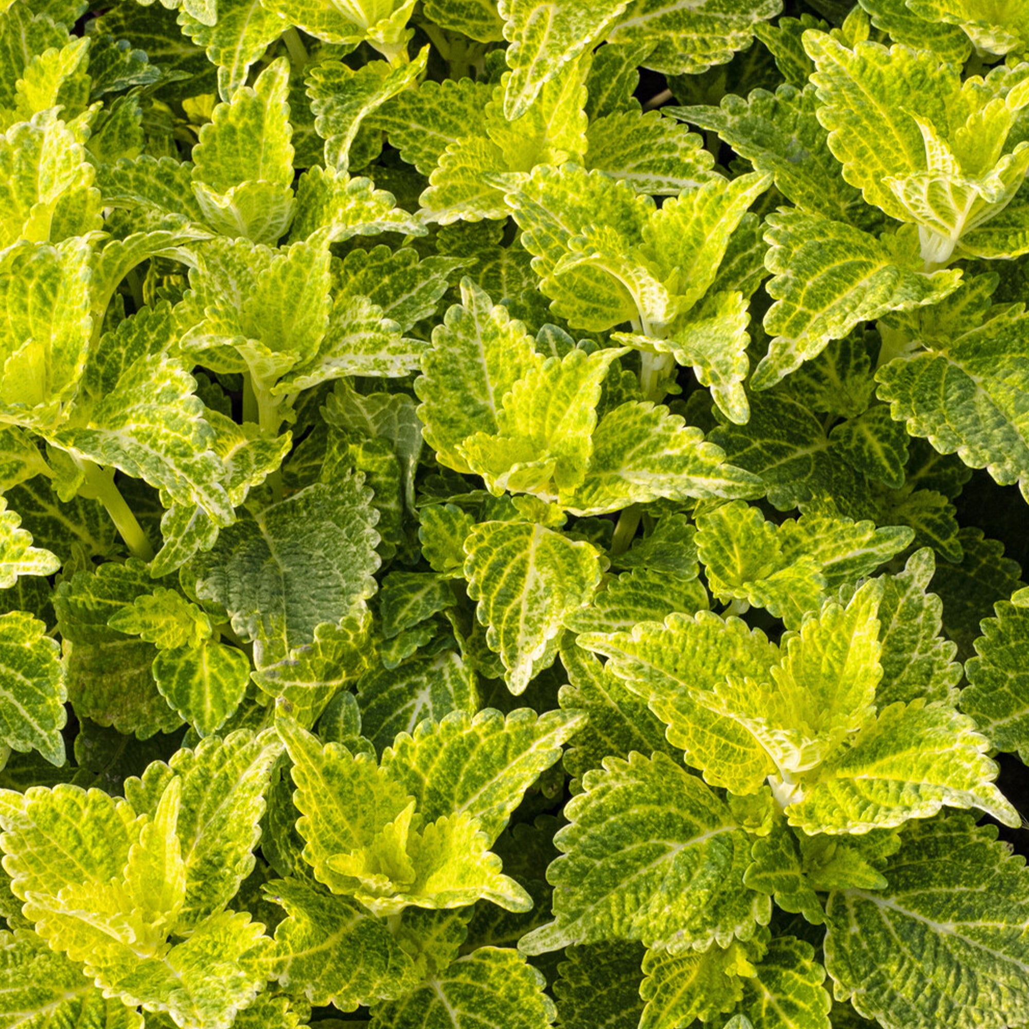 Bakker Coleus Electric Lime plante balcon pot vert fluo