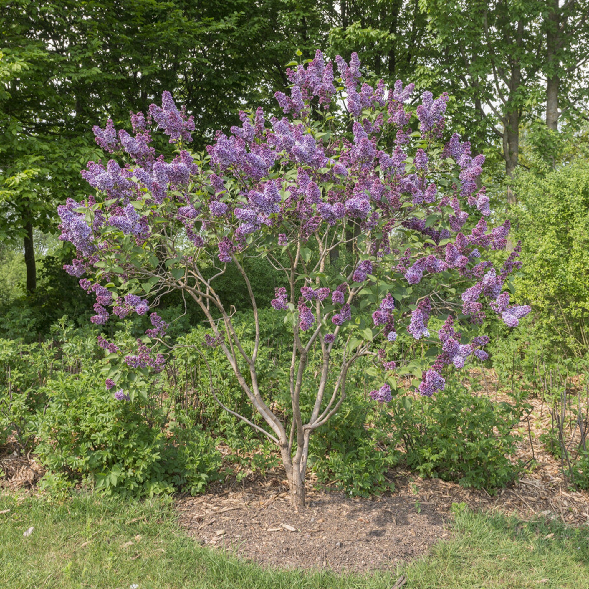 Bakker Lilas Sensation Syringa arbuste pot 2L 25-30cm