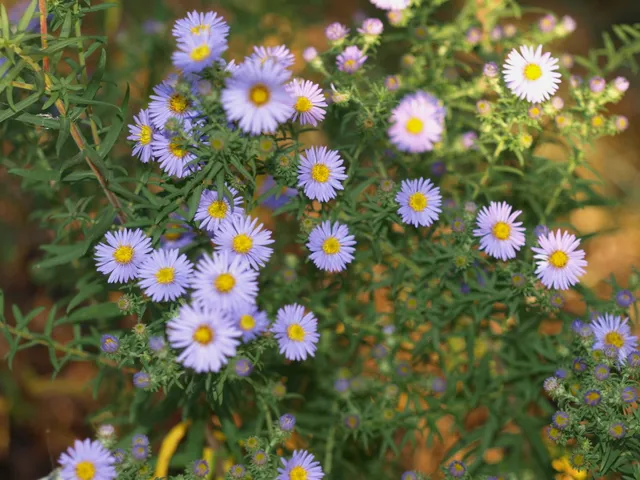 Passion Vivaces Aster amethystinus Feiburg plante vivace godet