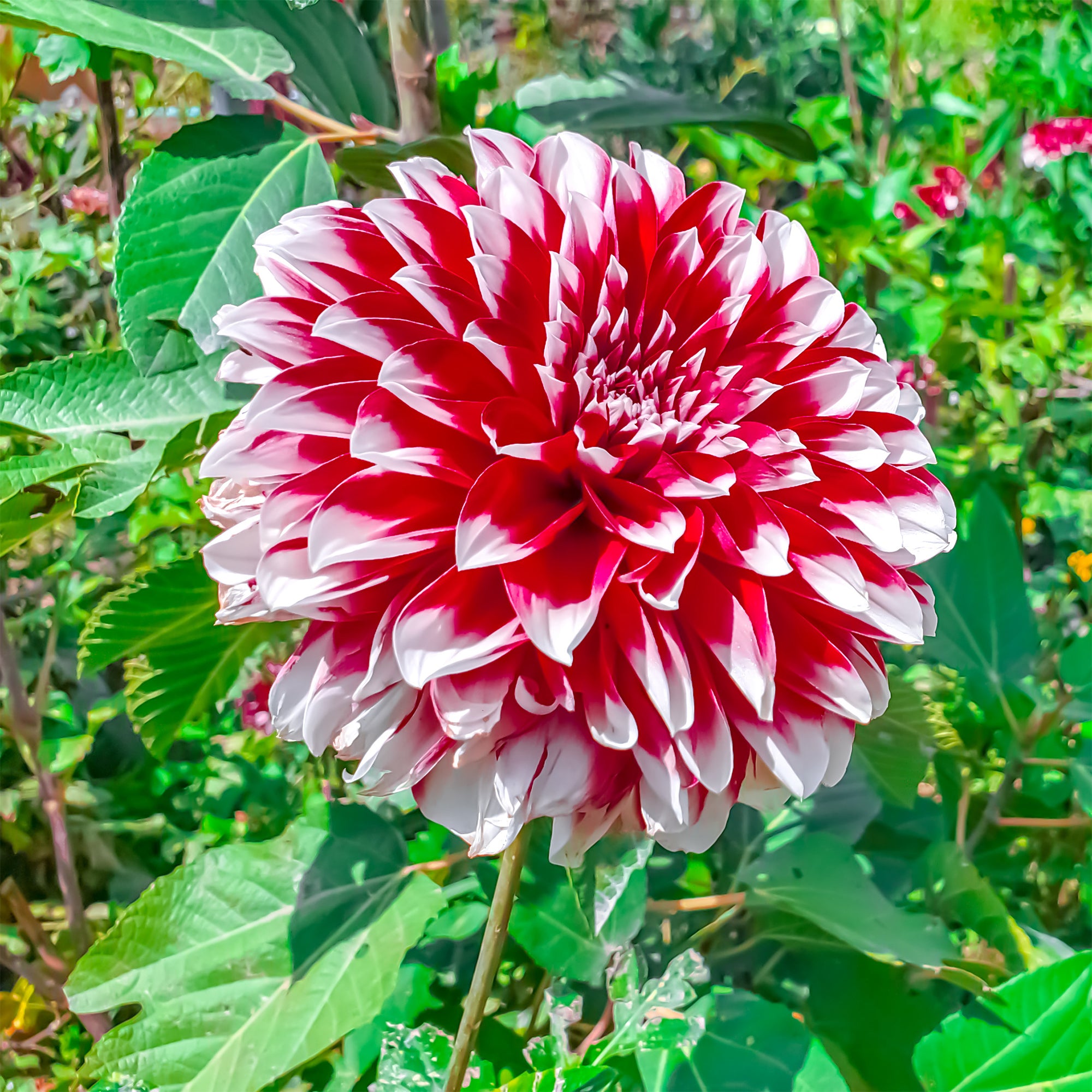 Bakker Fubuki dahlia décoratif 3 bulbes rouge blanc
