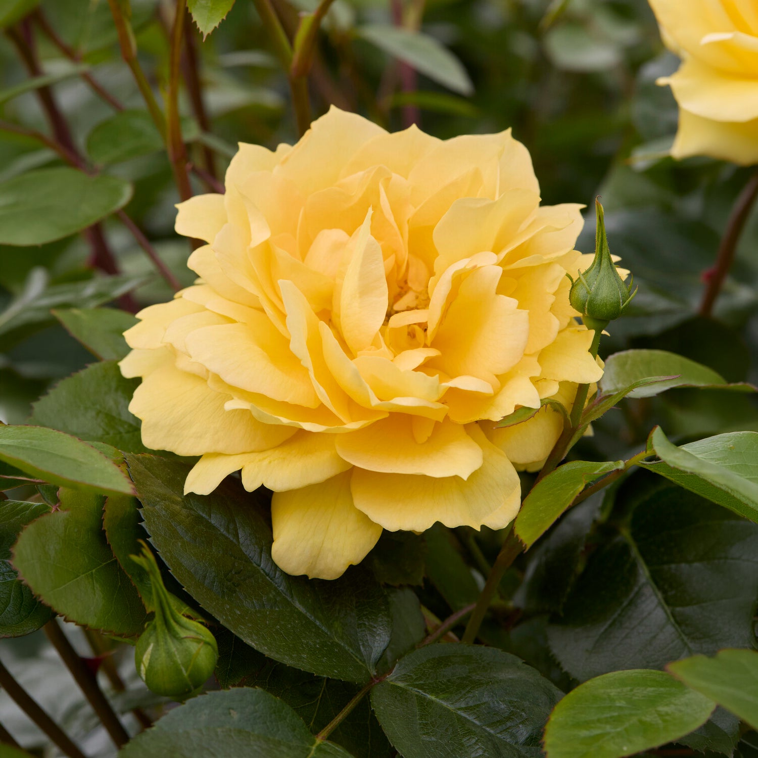 Bakker Rosier Bahama Intercomham rosier racine nue jaune parfumé