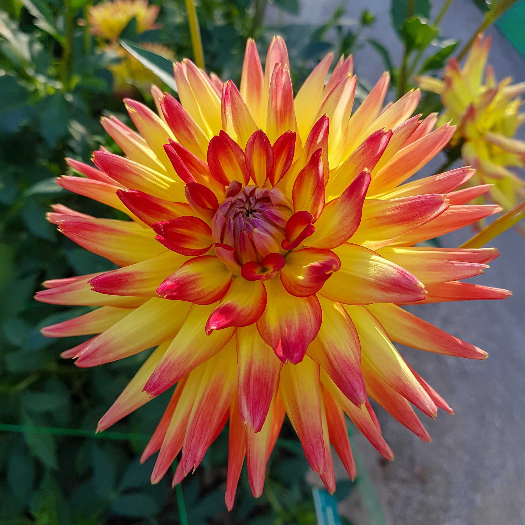 Bakker Dahlia cactus Oiseau de Feu bulbes sachet 3 calibre II