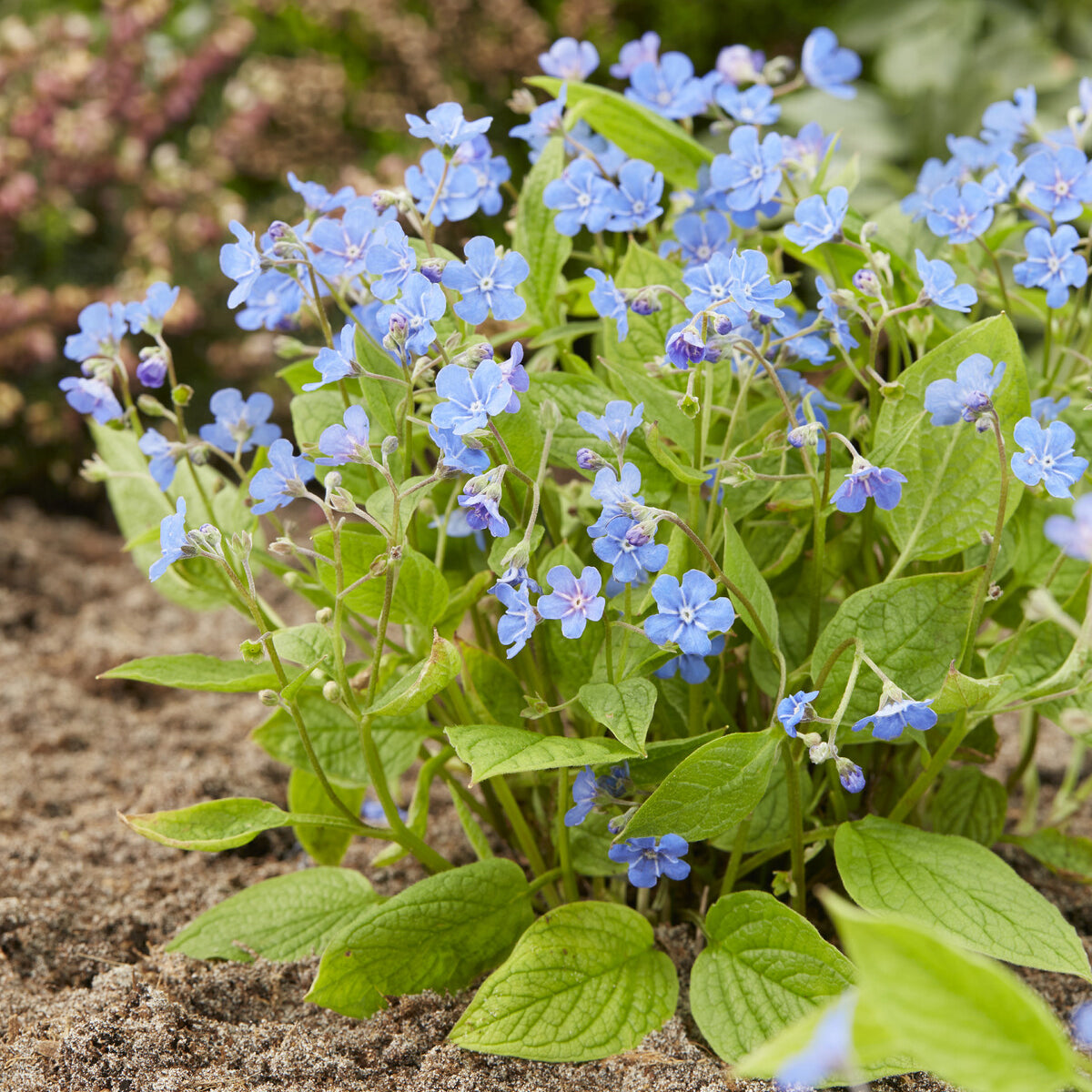 Bakker Plantes vivaces Petite bourrache bleue pot 9cm ombre