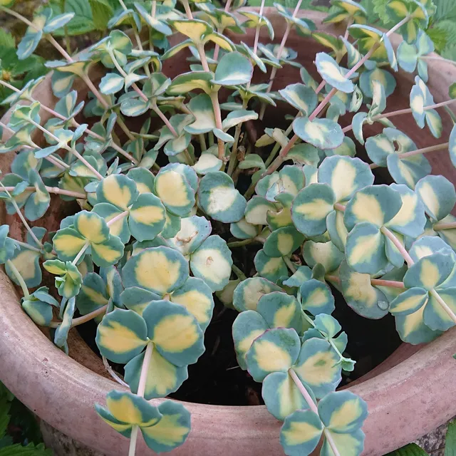Passion Vivaces Sedum sieboldii Variegatum plante pot 1 L panaché