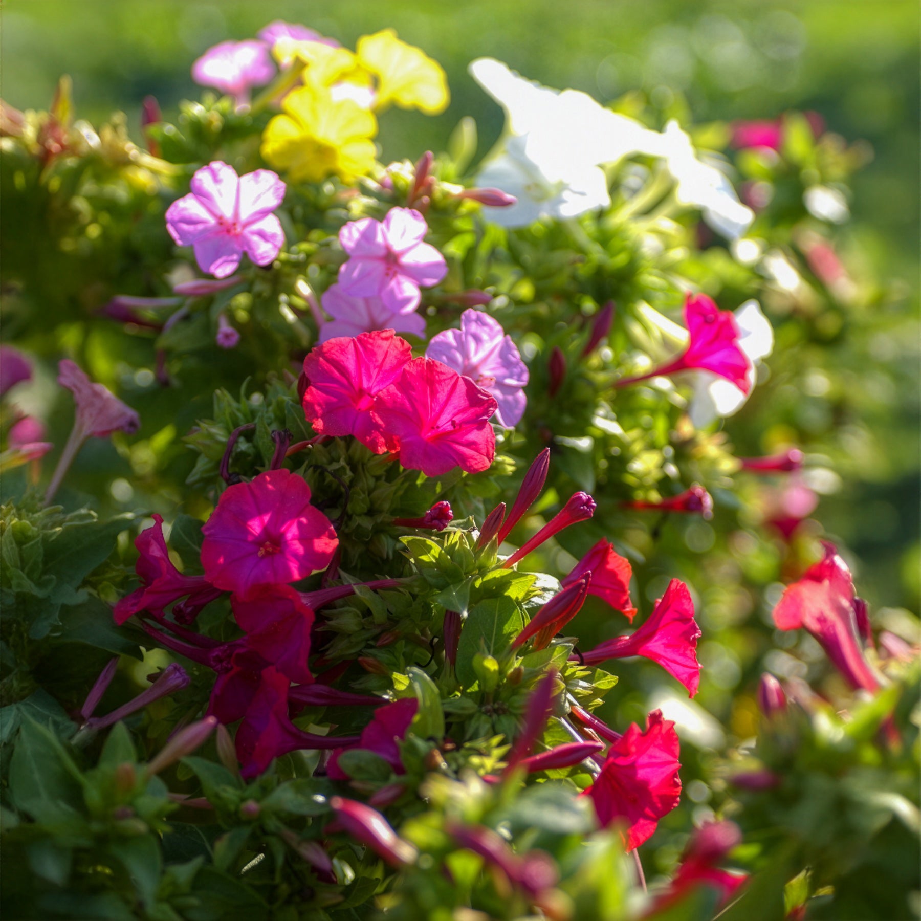 Bakker Mirabilis jalapa belle-de-nuit mélange 6 racines