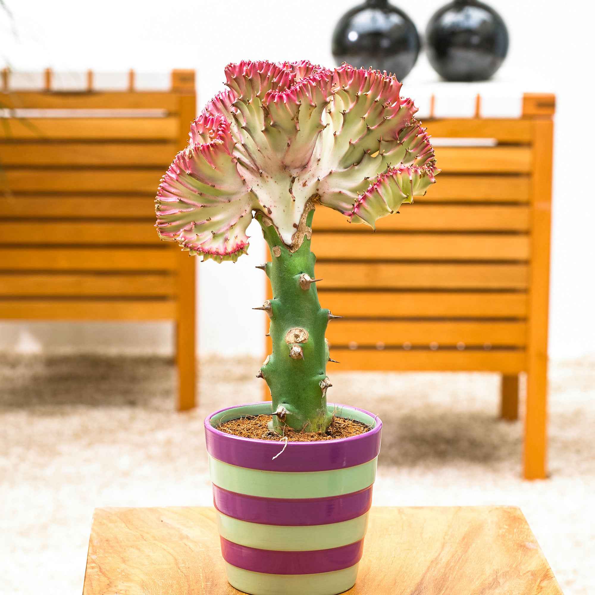 Bakker Euphorbe Cristata plante grasse pot 10,5cm 20-30cm
