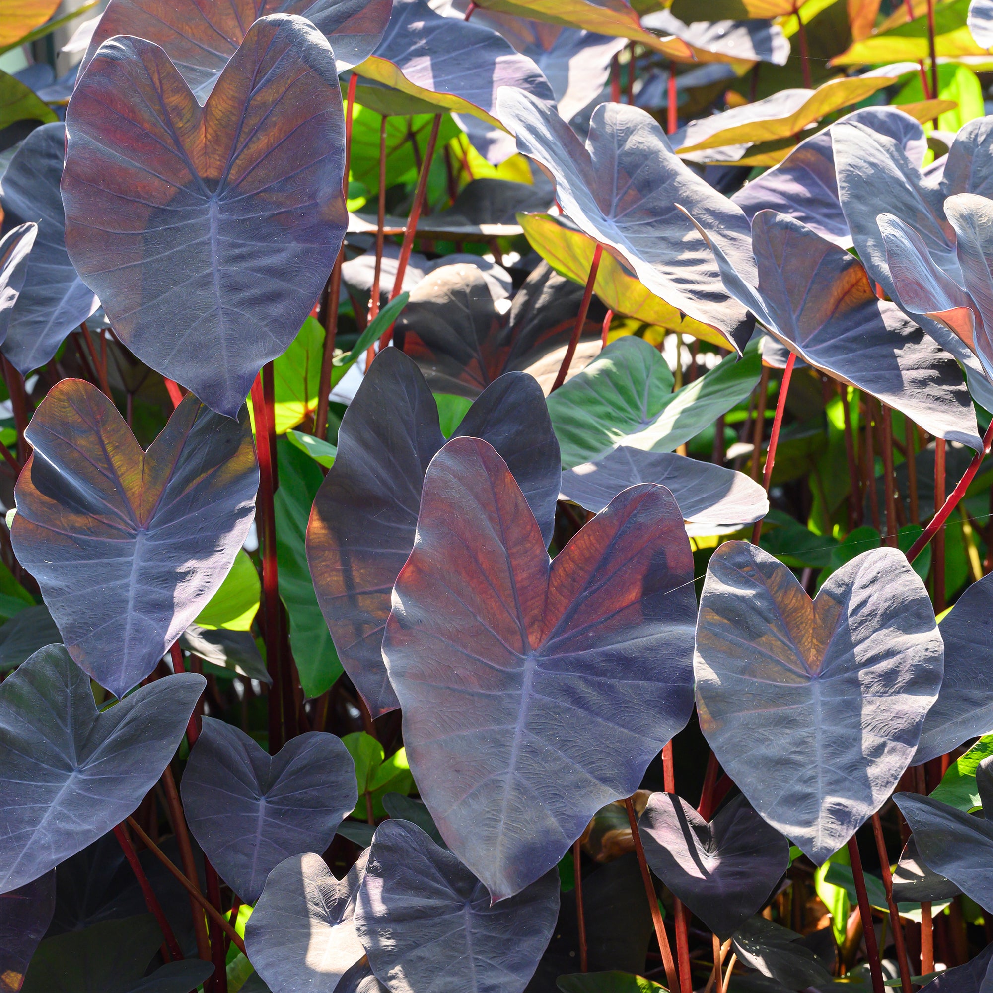 Bakker Colocasia Black Magic plante bassin pot Ø 9 cm