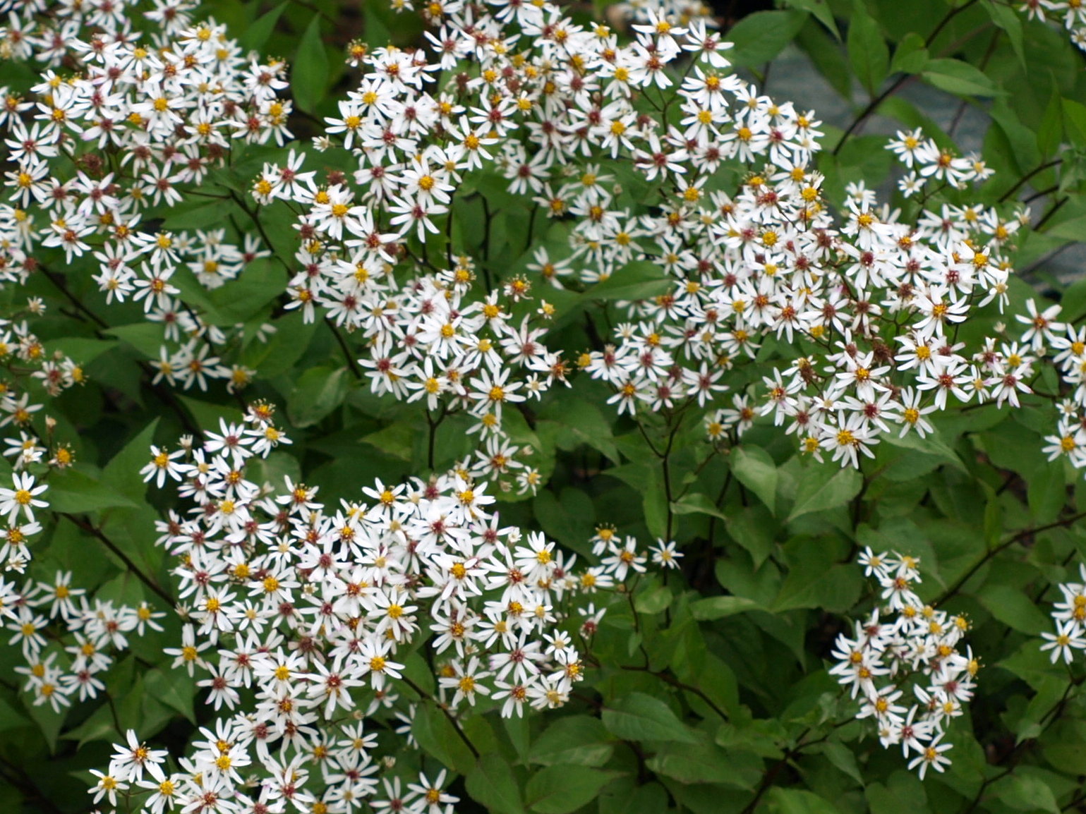 Passion Vivaces Aster Eastern Star vivace godet blanc étoile