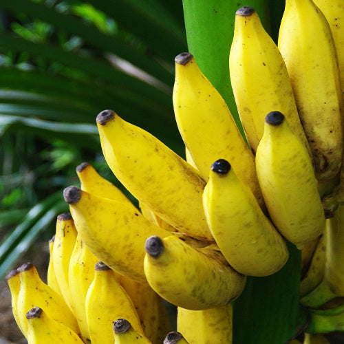 Bakker Dajiao bananier fruitier pot 1 L 15-25 cm bananes