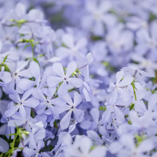 Bakker Phlox divaricata Clouds of Perfume vivace pot 9cm parfumé