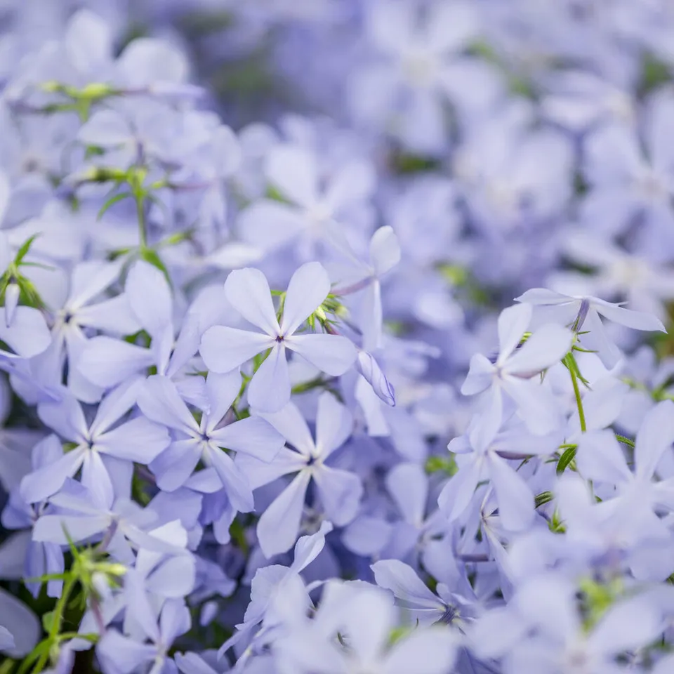Bakker Phlox divaricata Clouds of Perfume vivace pot 9cm parfumé