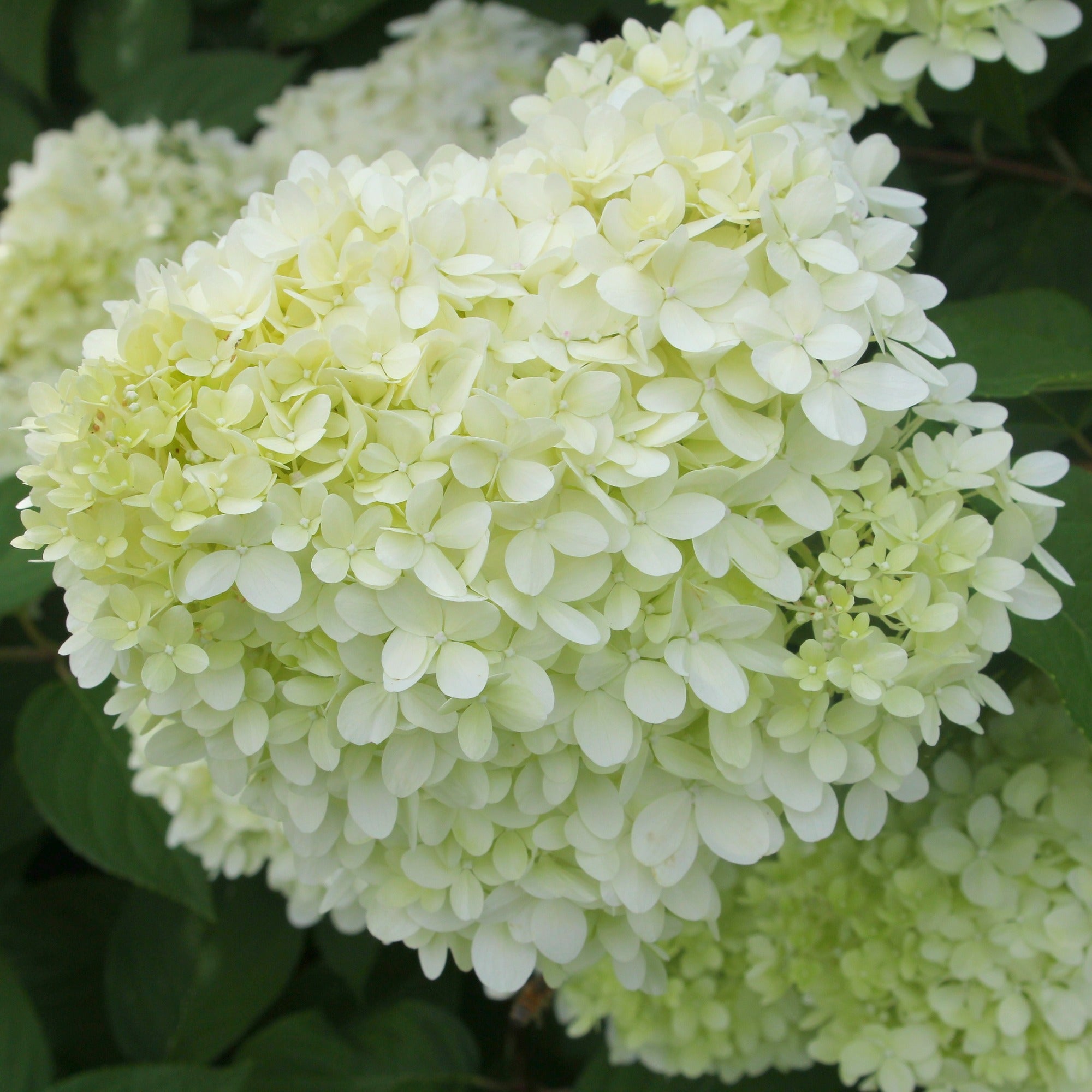 Bakker Limelight hortensia sur tige pot 3L vert citron