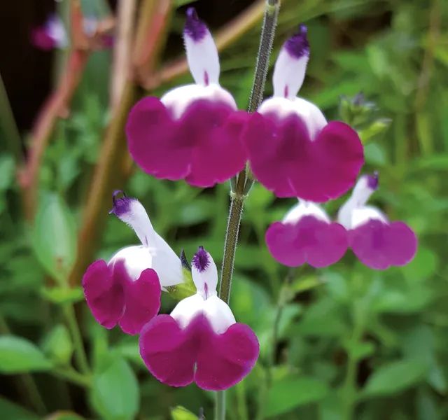 Pépinières Ripoche Salvia greggii Amethyst Lips sauge godet violet-blanc