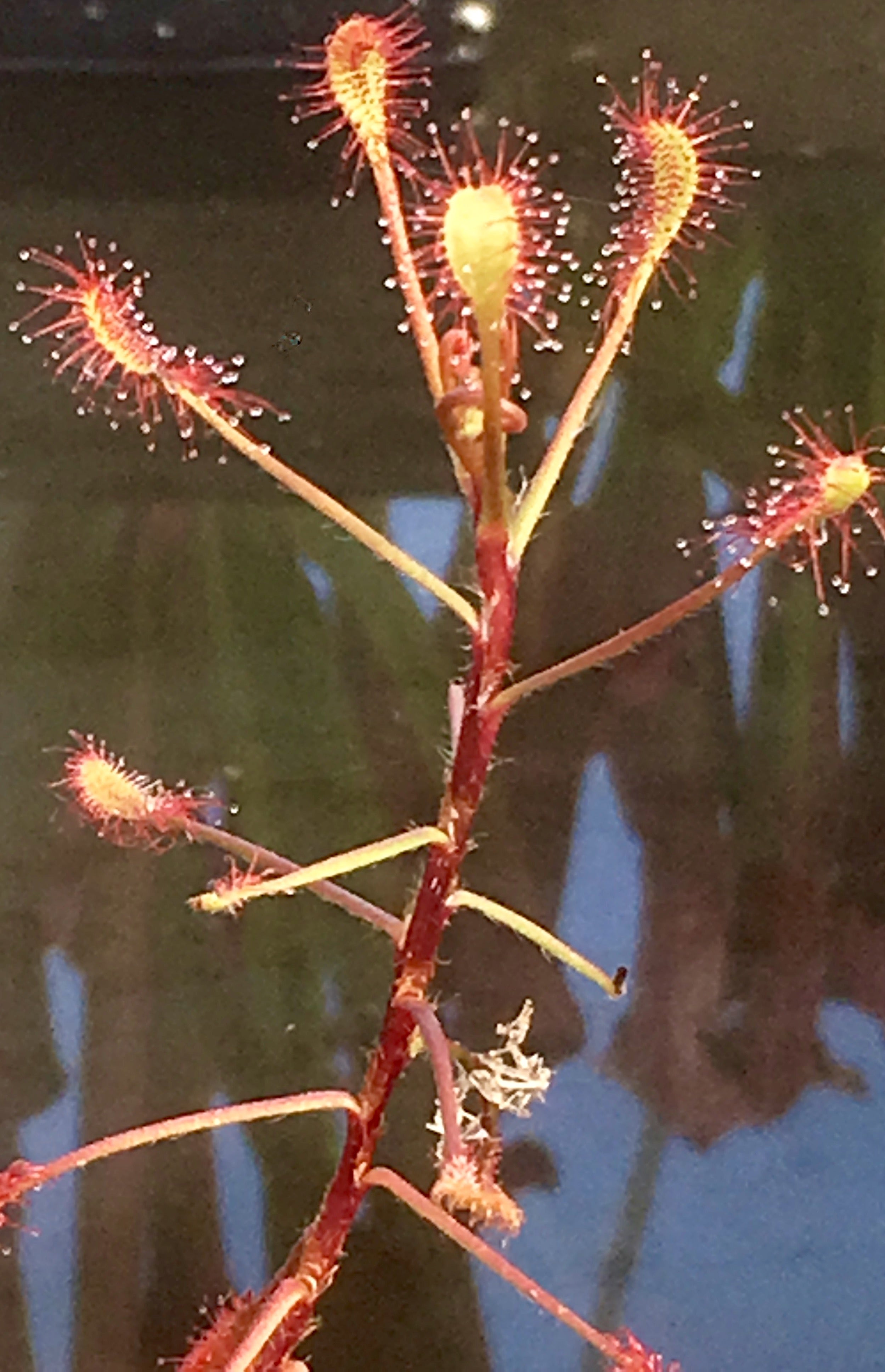 Carniflore Drosera madagascariensis plante carnivore pot 9 cm tige