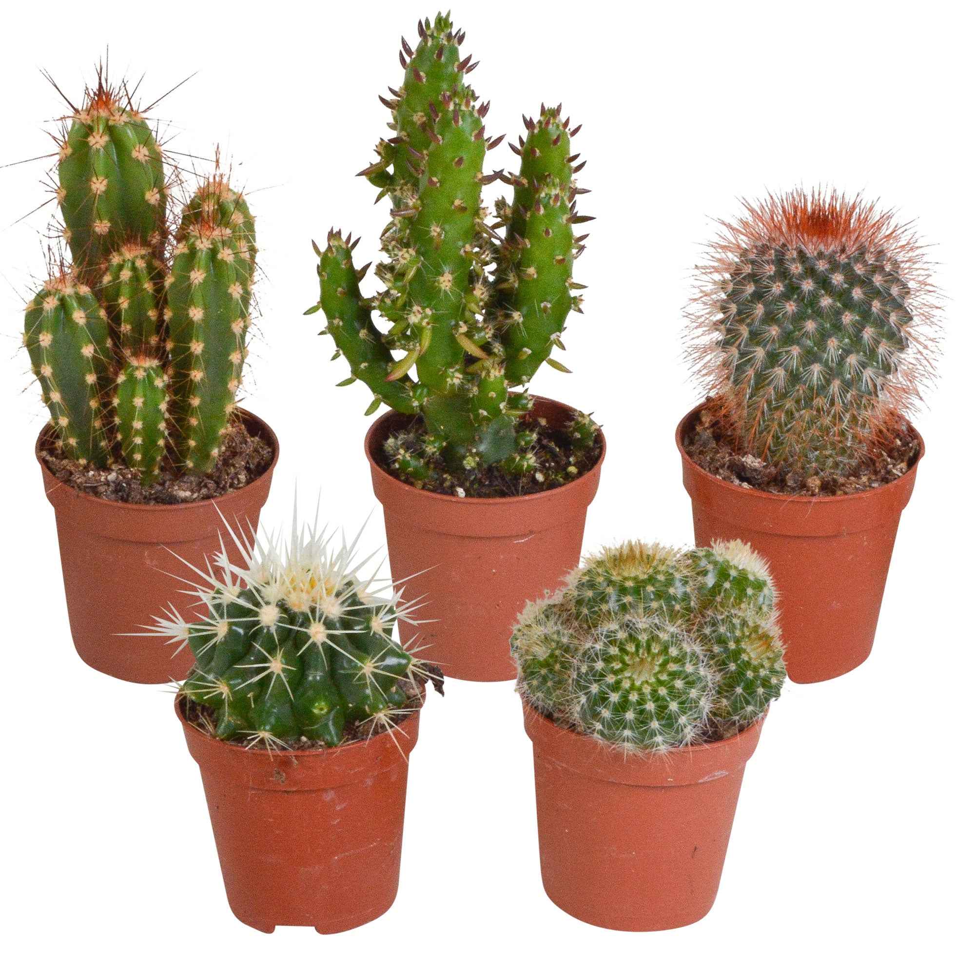 Bakker Cactus mélange plante intérieur 5 pots 5,5cm
