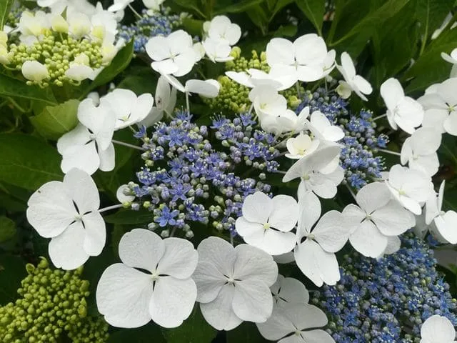 Les Hortensias du Haut Bois Libelle hortensia fleurs plates godet