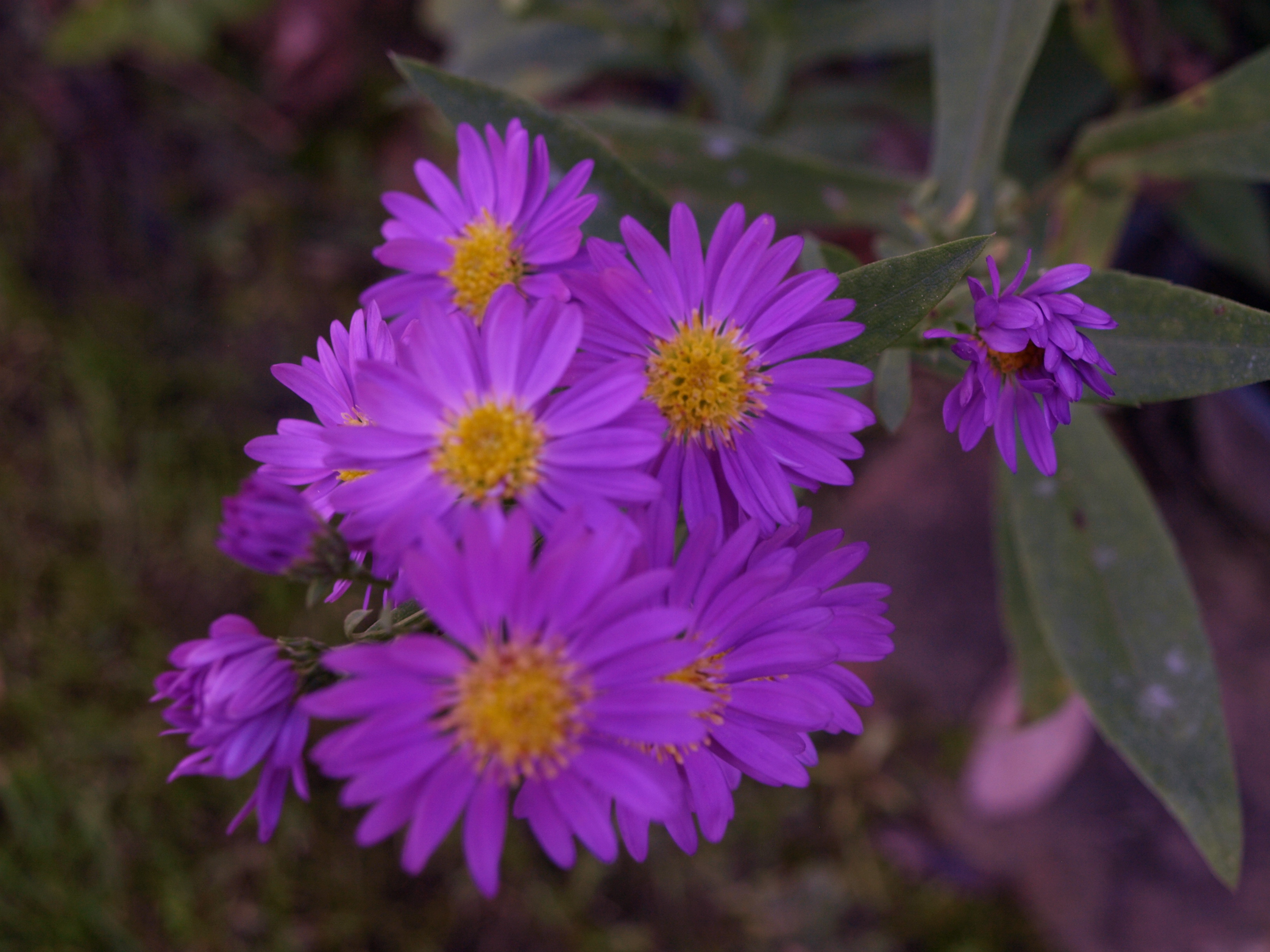 Passion Vivaces Aster 'Violetta' plante vivace godet violacé