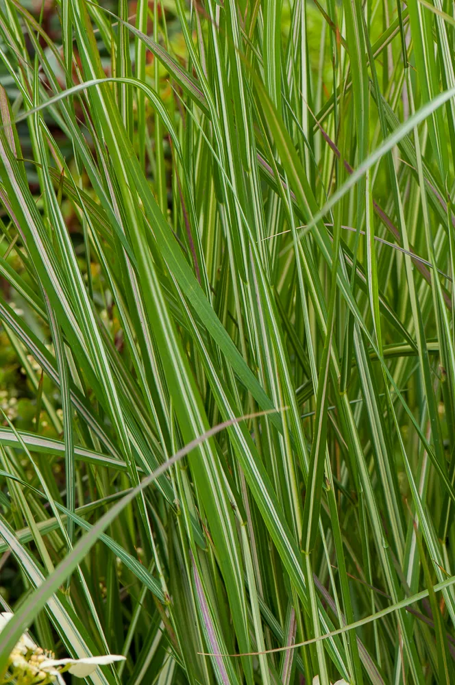 Passion Vivaces Calamagrostis acutiflora Avalanche godet panaché