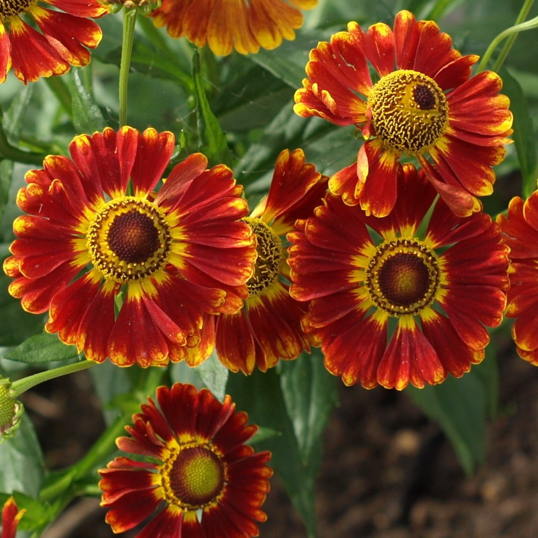 Passion Vivaces Helenium Flammenrad plante vivace rouge jaune godet
