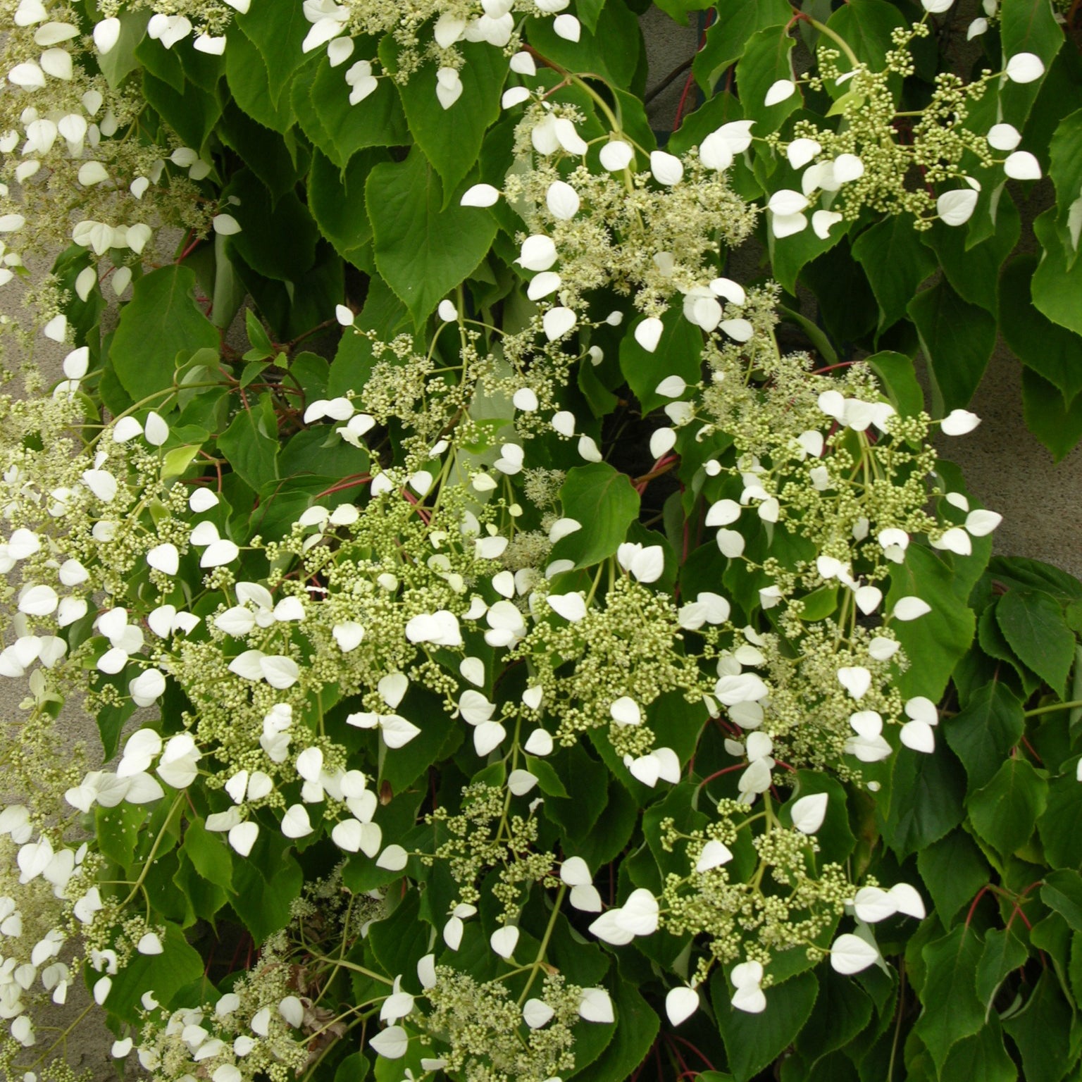 Bakker Hortensia grimpant Japon arbuste pot 1.5L blanc