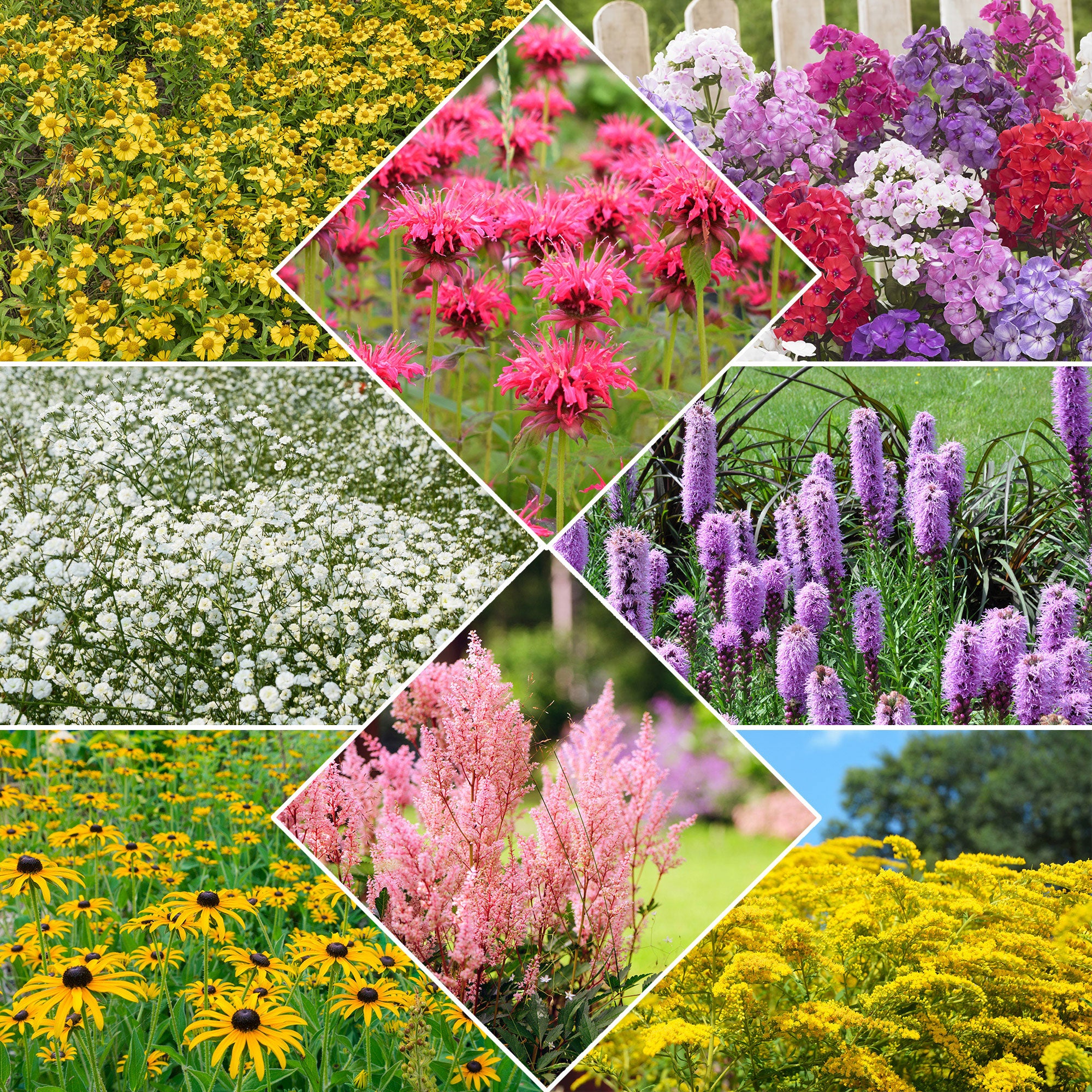 Bakker Collection 15 plantes vivaces racines nues 2 m²