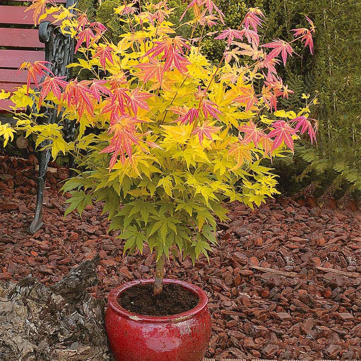 Bakker Érable du Japon Orange Dream arbre pot 1.2L