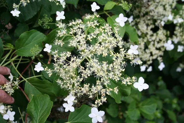 Les Hortensias du Haut Bois Pétiolaris hortensia grimpant godet