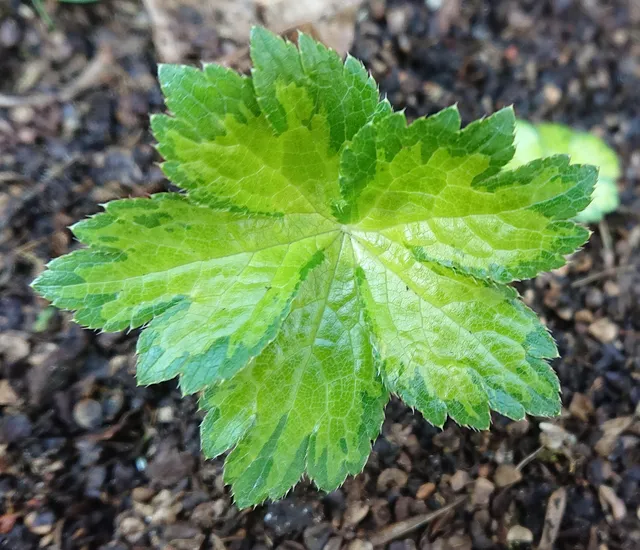 Astrantia Dryad plante vivace godet feuillage panaché