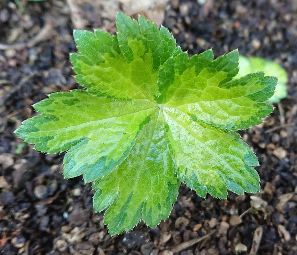 Astrantia Dryad plante vivace godet feuillage panaché