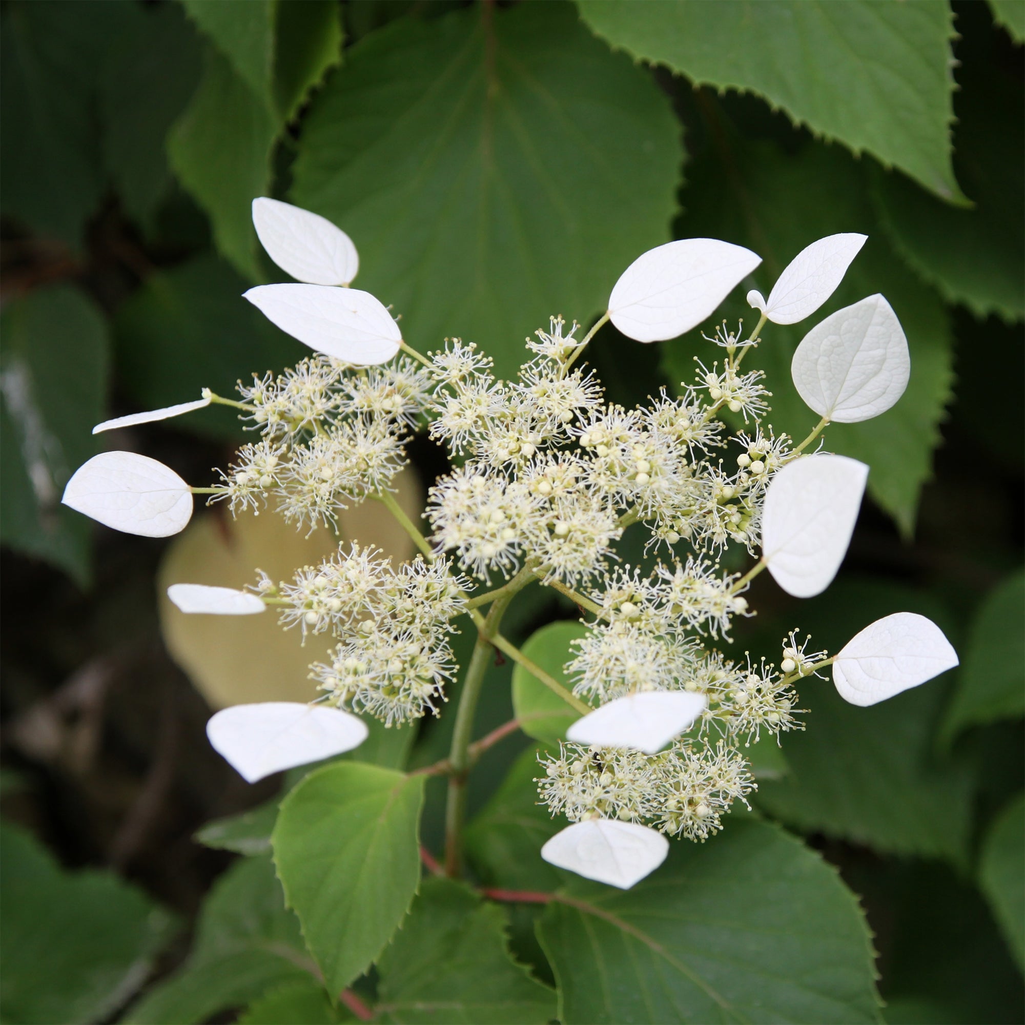 Bakker Hortensia grimpant Japon arbuste pot 1.5L blanc