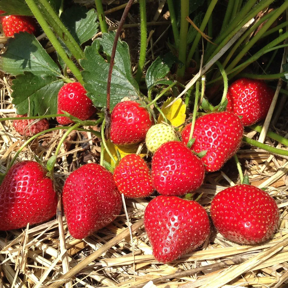 Bakker Potager et Graines Fraisier Grandian F1 graine de fraise 22 graines